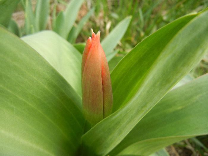 Tulipa Stresa (2013, March 21)
