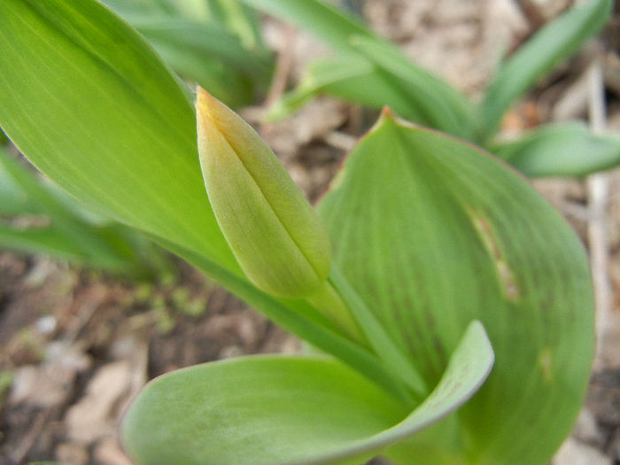 Tulip Bud_Lalea (2013, March 21) Tulip Bud_Lalea (2013, March 21)