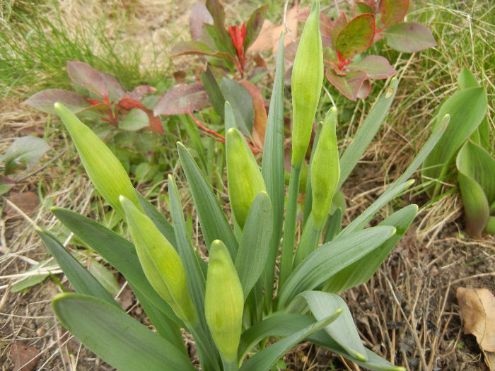 Daffodils_Narcise (2013, March 21) Daffodils_Narcise (2013, March 21)