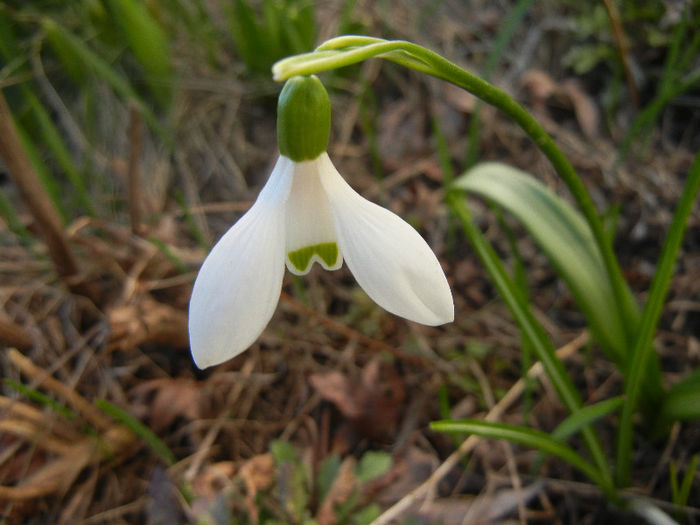 Snowdrop (2013, March 20) - GHIOCEI_Galanthus nivalis