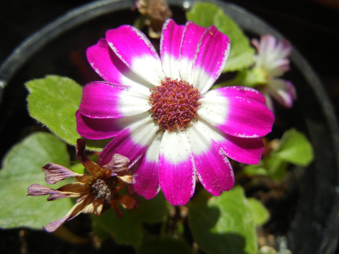 Pericallis x hybrida Fucshia (`13, Mar.20)