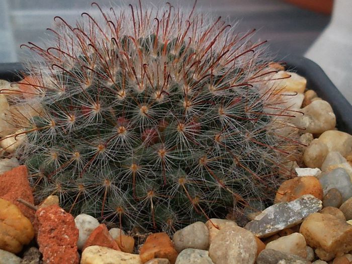 Mammillaria bocasana v. roseiflora - Mammillaria bocasana v roseiflora