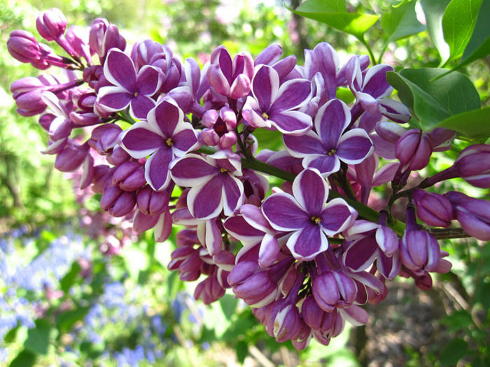 liliac Sensation