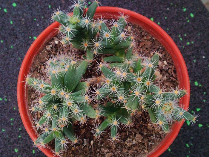 Trichodiadema densum - Trichodiadema densum