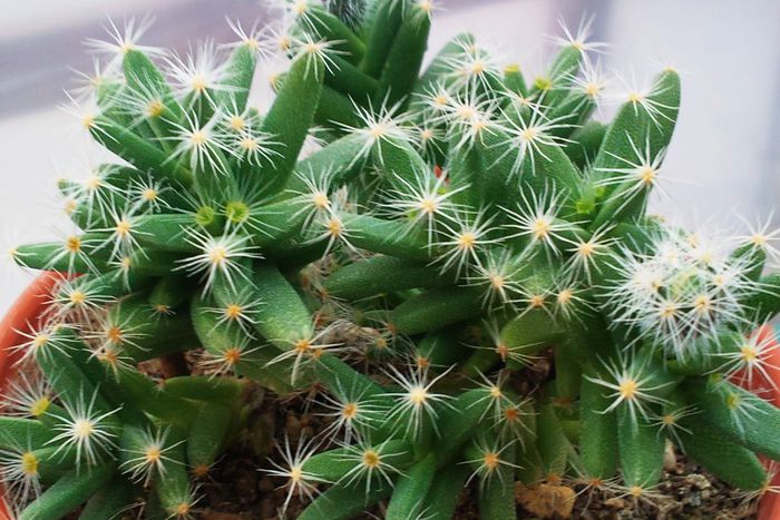 Trichodiadema densum - Trichodiadema densum