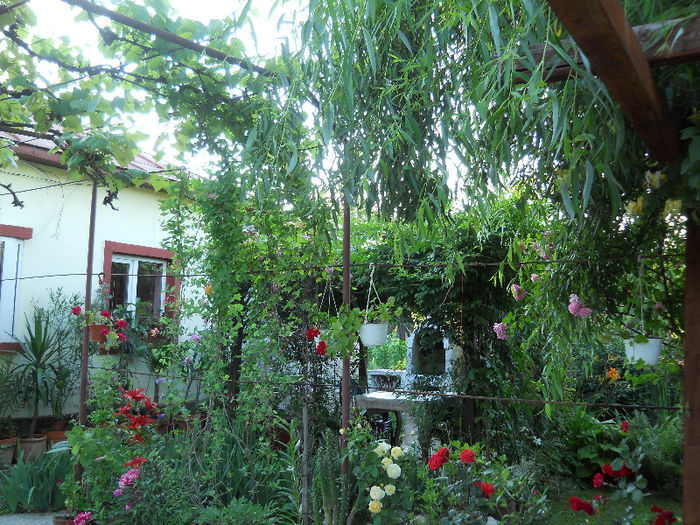 DSCN4624 - Gradina 2012