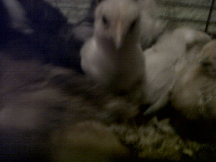 IMG00489-20130321-1826