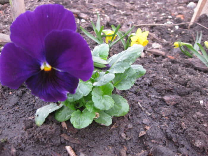 IMG_1282 - FLORI DIN GRADINA panselute narcise crocus