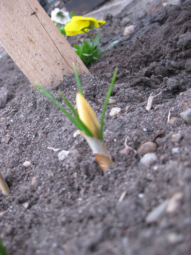 si primul bobocel de crocus yellow - FLORI DIN GRADINA panselute narcise crocus