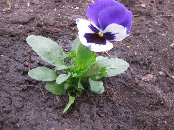 IMG_1278 - FLORI DIN GRADINA panselute narcise crocus