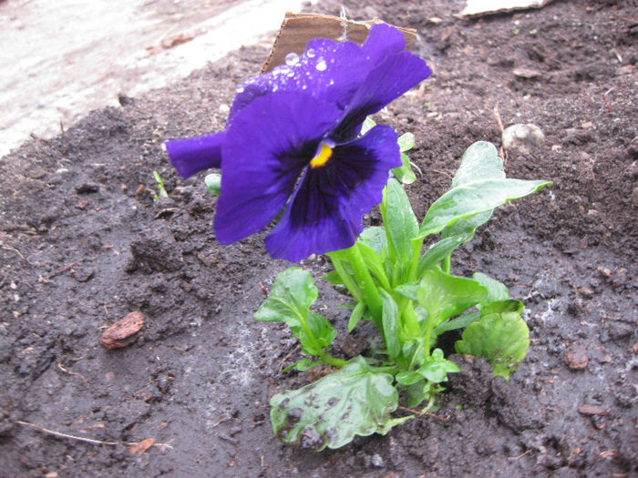 IMG_1274 - FLORI DIN GRADINA panselute narcise crocus