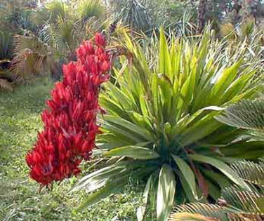 Doryanthes Palmeri - 1-de vanzare 2019-2020- SEMINTE TROPICALE RARE