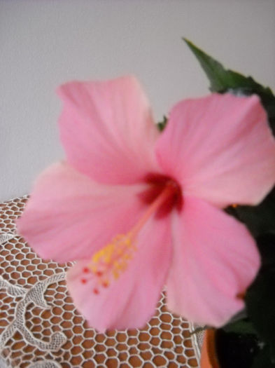 Cairo-rosa - HIBISCUS- 2013