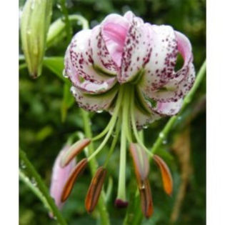 lilium Lankonnngense - achizitii crini planteo 2013