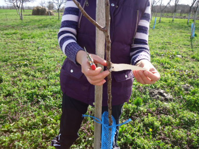 20.03.2013-taierea pomilor; La taiat de pomi cu prietena mea
