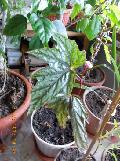 begonia rex metalica - martie 2013