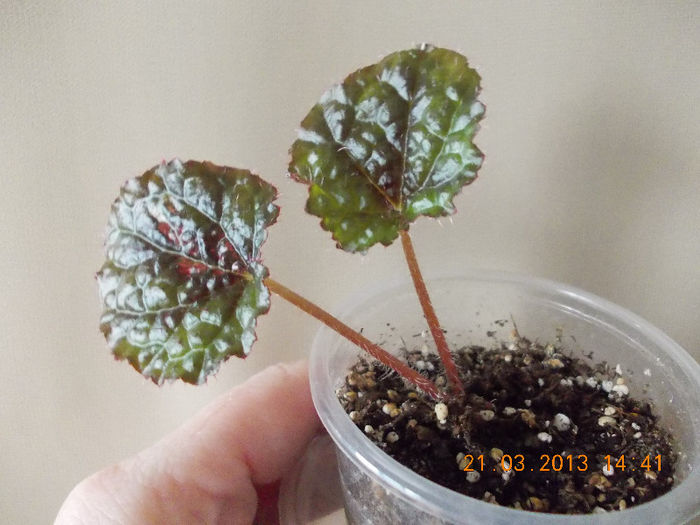 begonia masoniana "iron cros" - martie 2013