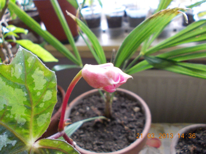 21 martie 2013-flori 038 - begoniile mele