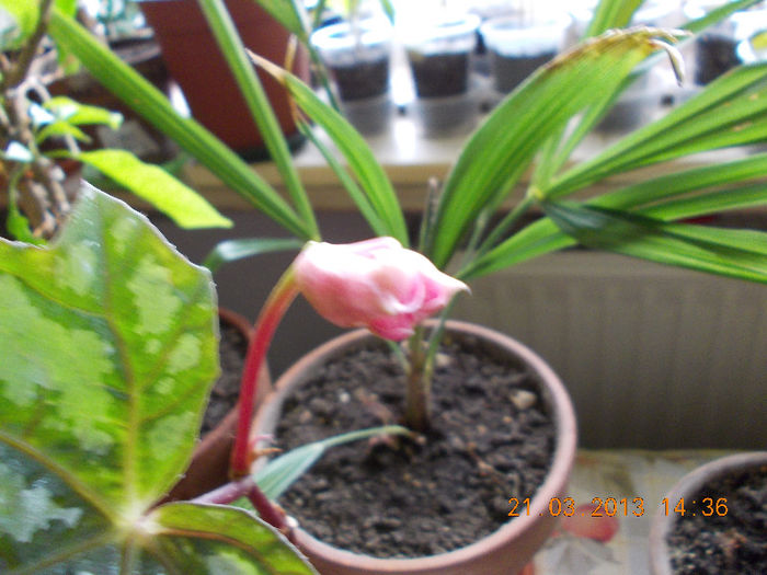 begonia rex metalica-floare? - begoniile mele