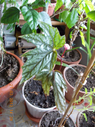 21 martie 2013-flori 052 - begoniile mele