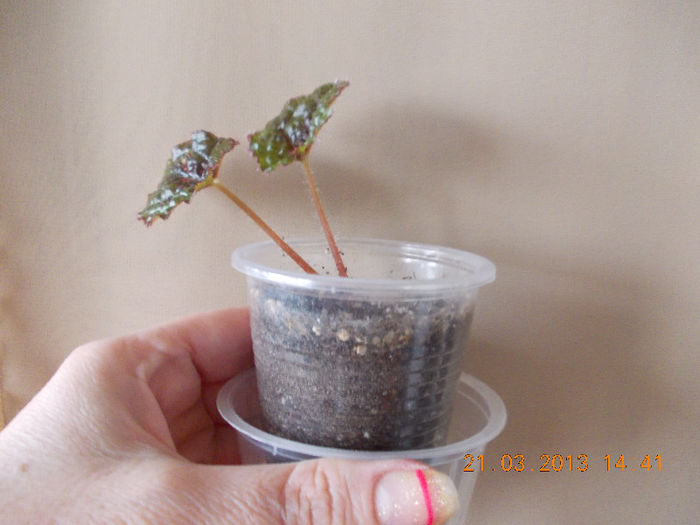 21 martie 2013-flori 054