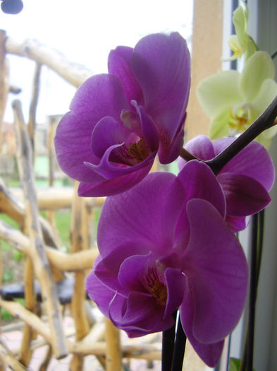 003 - PHALAENOPSIS 2013