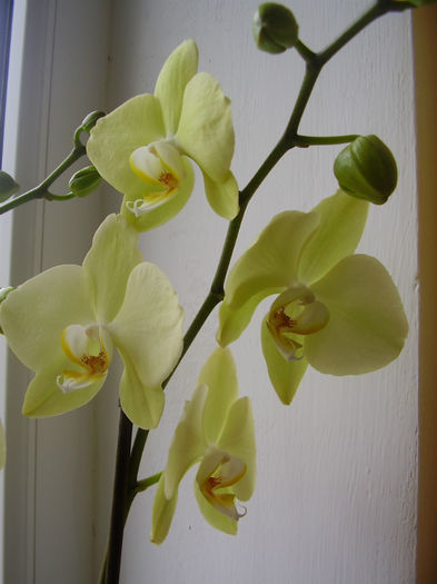 005 - PHALAENOPSIS 2013