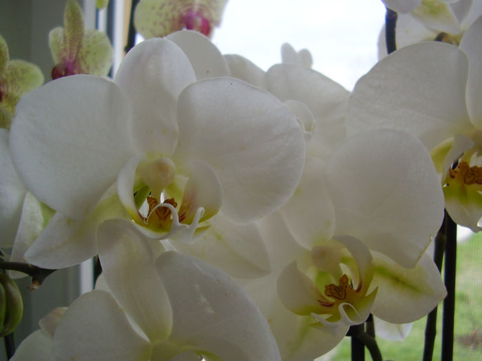 006 - PHALAENOPSIS 2013