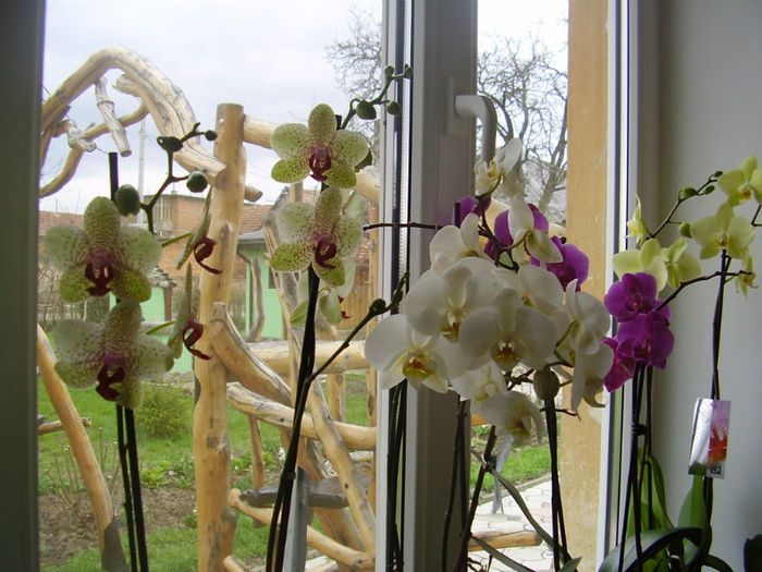 010 - PHALAENOPSIS 2013