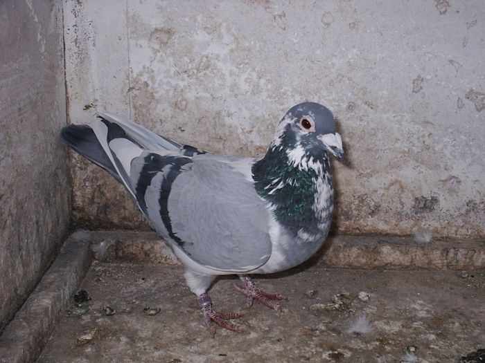  - My Pigeons