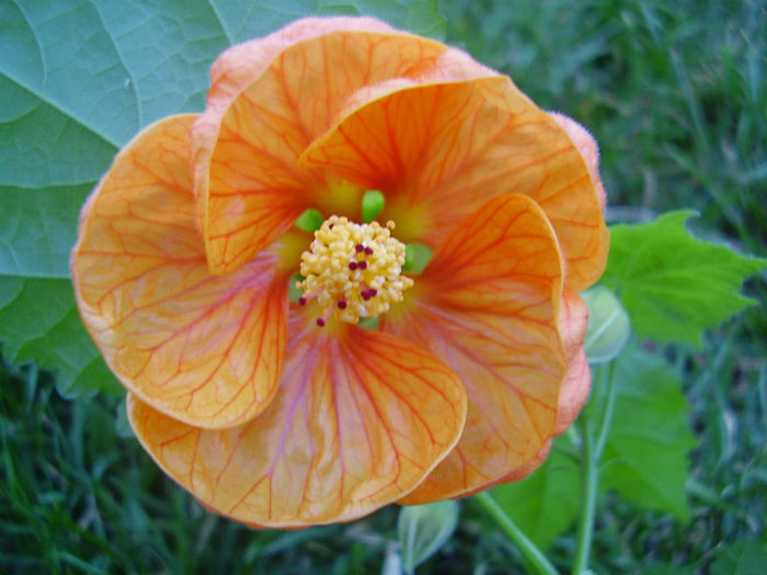 013 - abutilon