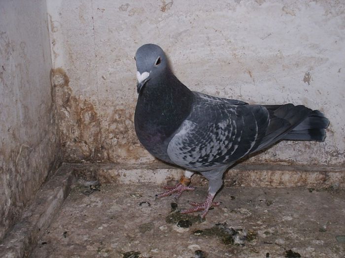  - My Pigeons