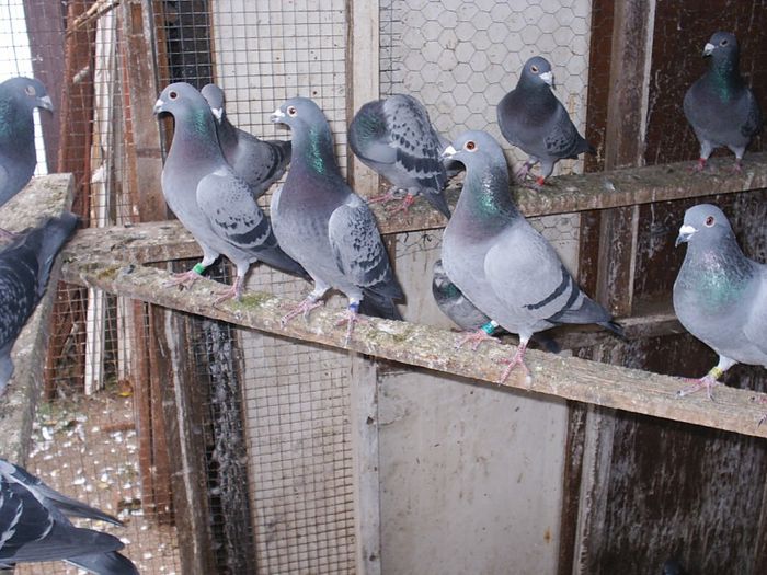 2012-11-29 21.34.00-35 - My Pigeons
