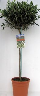 maslin 180 ron olea-europea_med 1,2 m; plantele sunt cele din poza coronament impecabil

