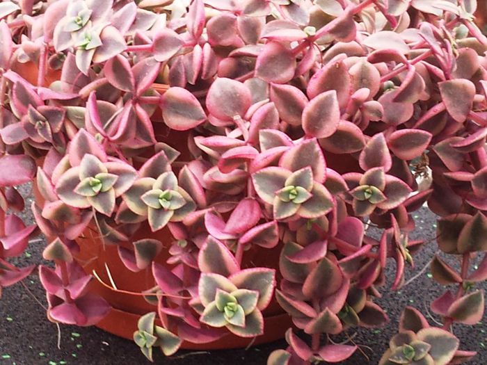 Crassula pellucida variegata