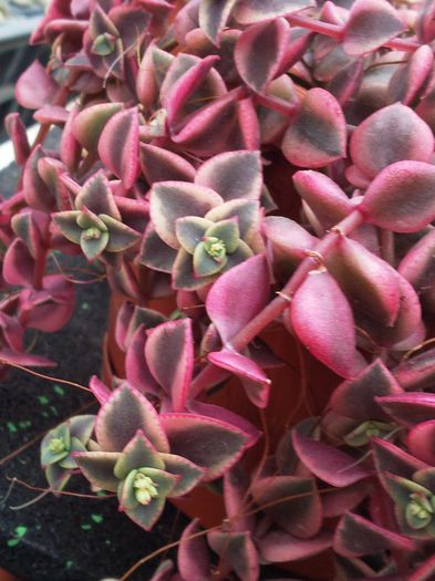 Crassulla pellucida variegata - Crassula pellucida marginalis variegata