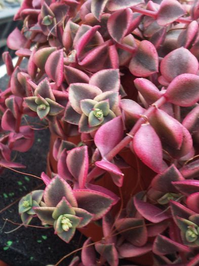 Crassulla pellucida variegata