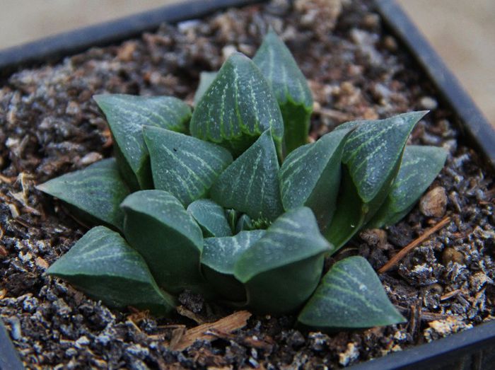  - Haworthia  pygmaea