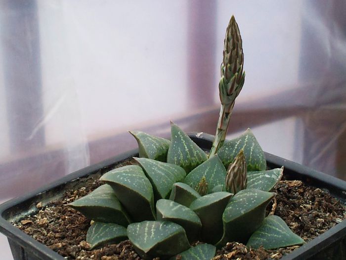  - Haworthia  pygmaea