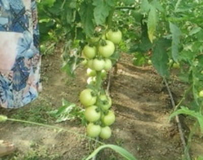 tamaris - solarii dichiseni 2012