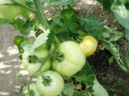 SP_A0515 - solarii dichiseni 2012