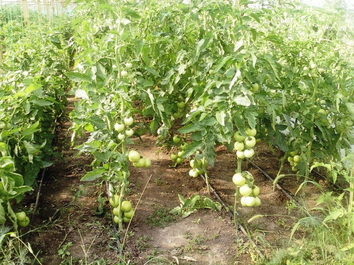 SP_A0513 - solarii dichiseni 2012