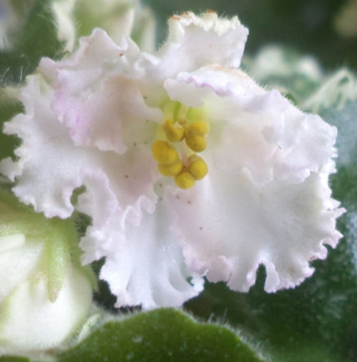 DSC00928 - violete 2013