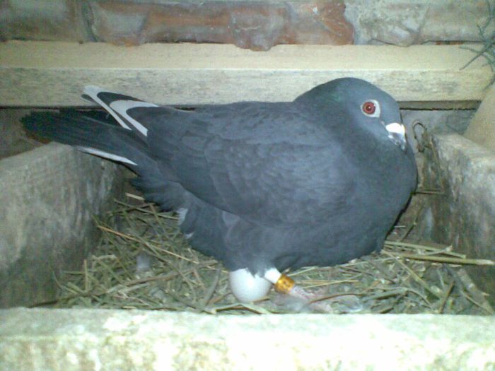 18032013(006) - Voiajori