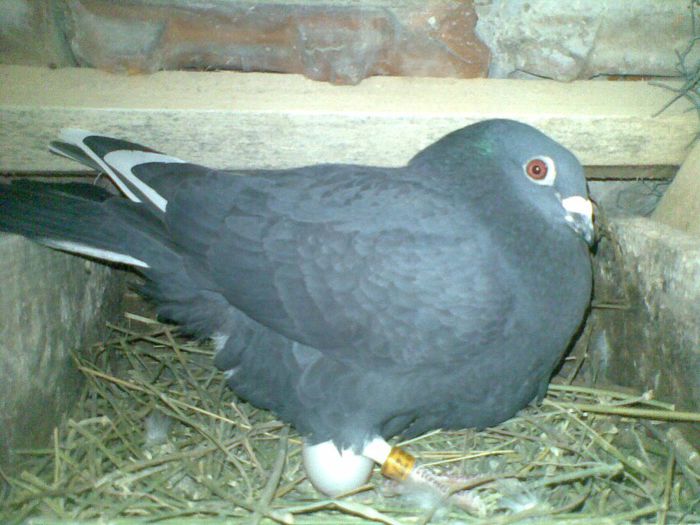 18032013(004) - Voiajori