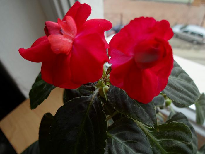 DSC01355 - Impatiens