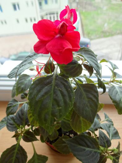 DSC01356 - Impatiens