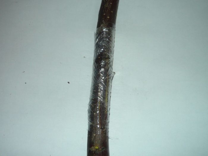 P1040520; legarea scutisorului
