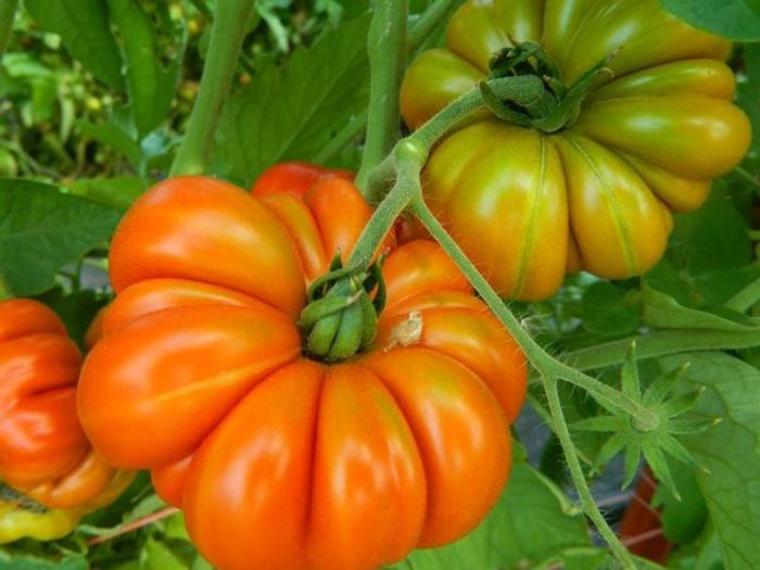 TOMATE COSTOLUTO FIORENTINO - TOMATE COSTOLUTO FIORENTINO