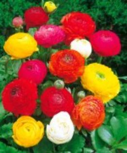 comanda starkl 10 buc.